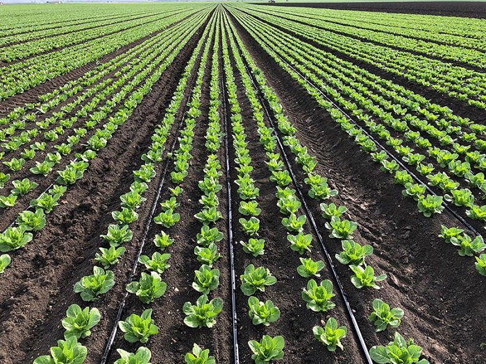 Hệ thống tưới tiêu bằng ống nước hoa sen