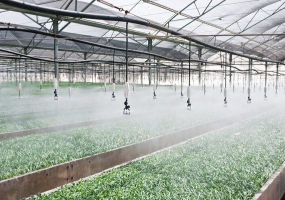 Hệ Thống Tưới Phun Sương